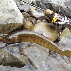 渓流ミノーイング